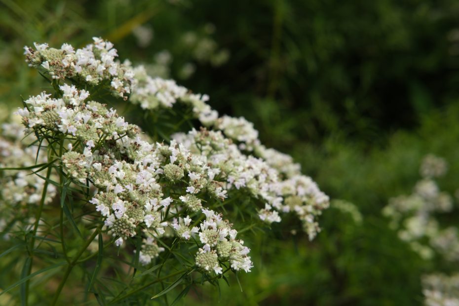 large white flowers