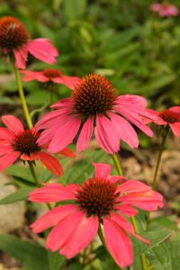 photo of purple coneflower