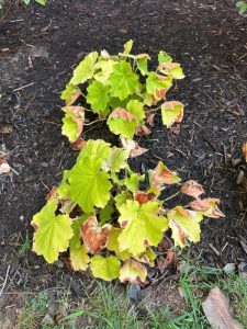 Brown leaf edges on 'Autumn Bride' Heuchera indicate heat stress on plant