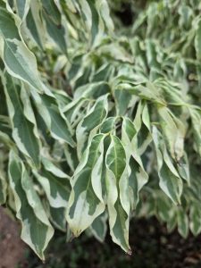 Rolled leaves on variegated dogwood caused by heat stress