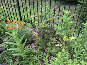 Photo of butterfly weed along fenceline