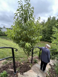 woman walking down stone steps by fruit tree
