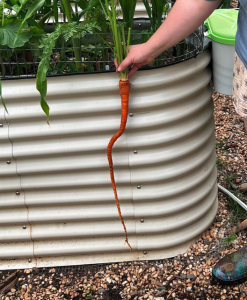 A large carrot