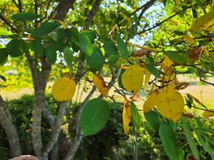 Yellow leaves on Serviceberry tree caused by heat stress