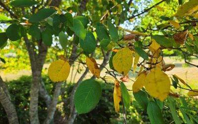 How Plants Respond to Heat Stress