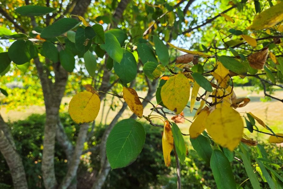 Yellow leaves on Serviceberry tree caused by heat stress