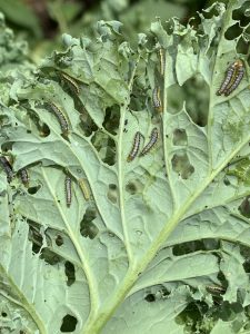 Cabbage worms on kale.