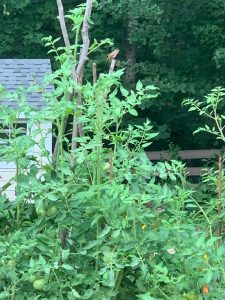 Wren on guard in vegetable garden