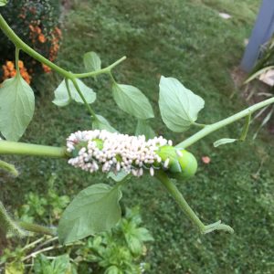 Braconid wasps on tomato hornworm.