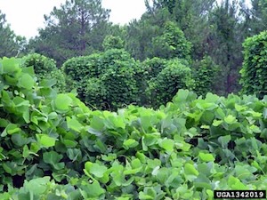 invasive leafy plant covering trees and ground
