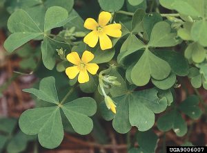 weed with small yellow flowers and clover-like leaves
