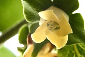 A delicate, pale yellow flower with four petals sits below a large green calyx.