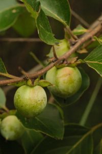 Four small, green persimmon fruit hang on a tree branch.