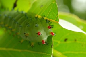 Picture is a close up of a green caterpillar with bizarre yellow, red, and blue protrusions.