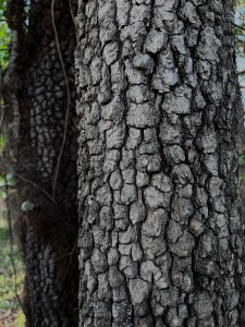 This image depicts a tree with chunky bark almost like alligator skin.