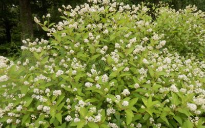 Drought Resistant Shrubs