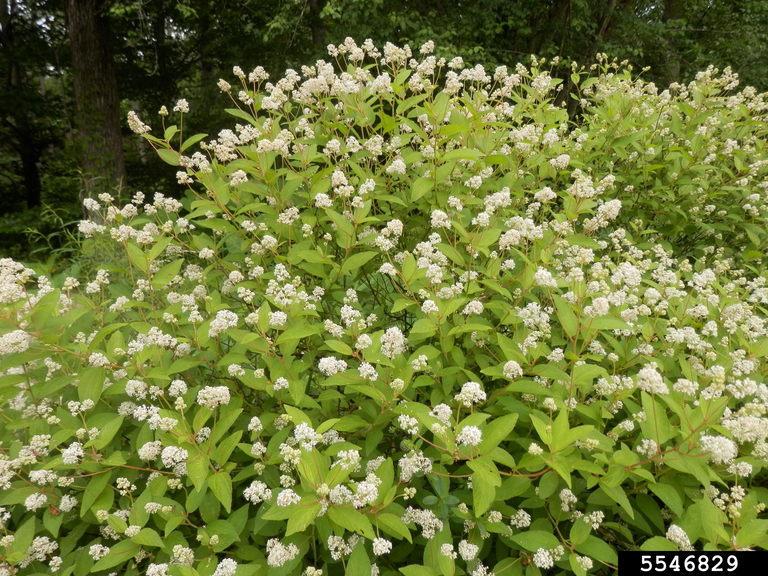 shrub with white flowers