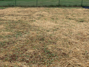 Fall cover cropped with mulch. Photo: R Morini