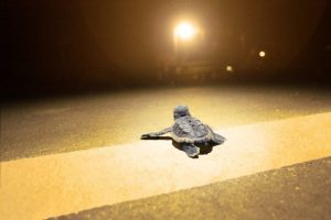 Baby sea turtle distracted by night light. Photo: Blair Witherington via Dark Sky
