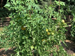 Late season tomato plant. Photo: R Morini