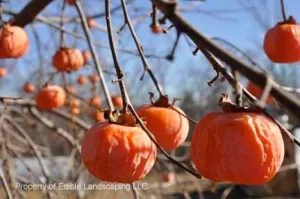 Soft-ripened rosseyanka persimmons are hanging on leafless branches
