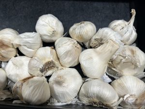 Pile of garlic bulbs
