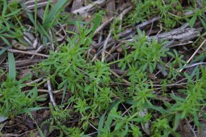 Bedstraw weed sprawling across nearby plants.