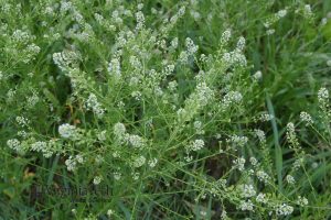 Virginia pepperweed with small white flowers and light green seed pods.