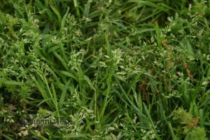 Annual bluegrass weed with light green seed heads.