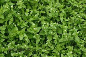 Bright green chickweed foliage with small white flowers