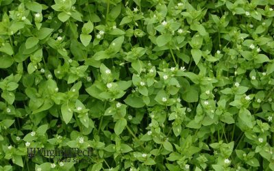 Winter Annual Weeds