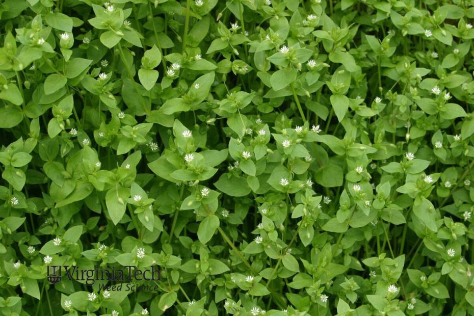 Bright green chickweed foliage with small white flowers
