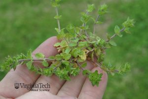 Corn speedwell weed with small scalloped leaves and spreading habit.