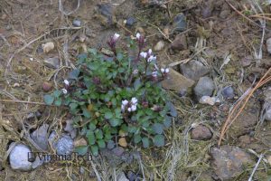 Hairy bittercress weed with dark green leaves and white blossoms