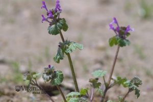 Purple flowers and scalloped leaves of henbit weed.