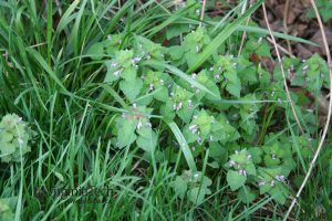 Purple deadnettle weed with triangular shape leaves and lavender-pink blossoms.