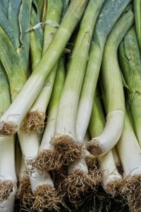 Leeks that have been harvested, drying in the sun