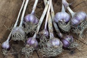 Garlic that has been harvested, drying on a flat surface