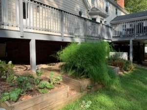 Asparagus before fall trim. Photo: R Morini
