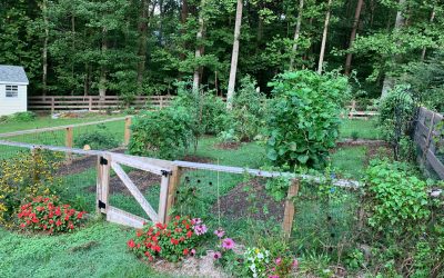 The Edible Garden in October