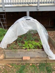 DIY Row Cover. Photo: R Morini
