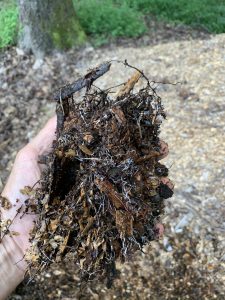 Aged wood chips with fungal mycelia. Photo: R Morini