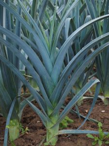 Picture of leeks with dark green leaves in garden soil