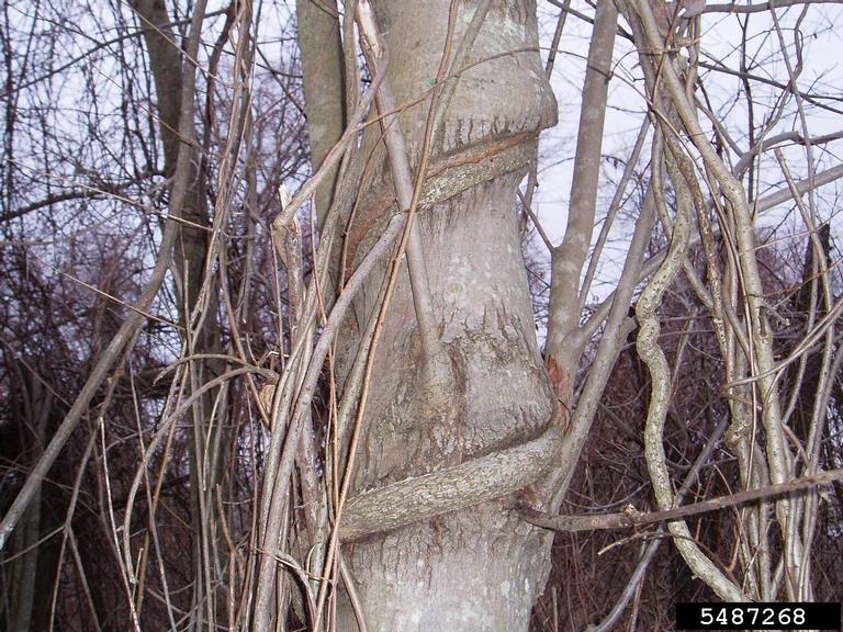 vines surrounding tree