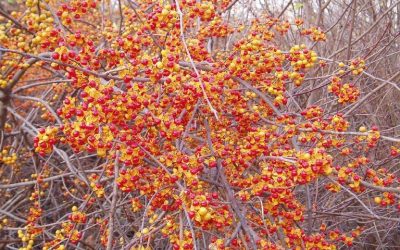 Invasives Watch