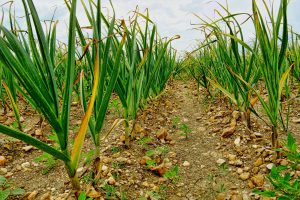 Several rows of leeks in a garden